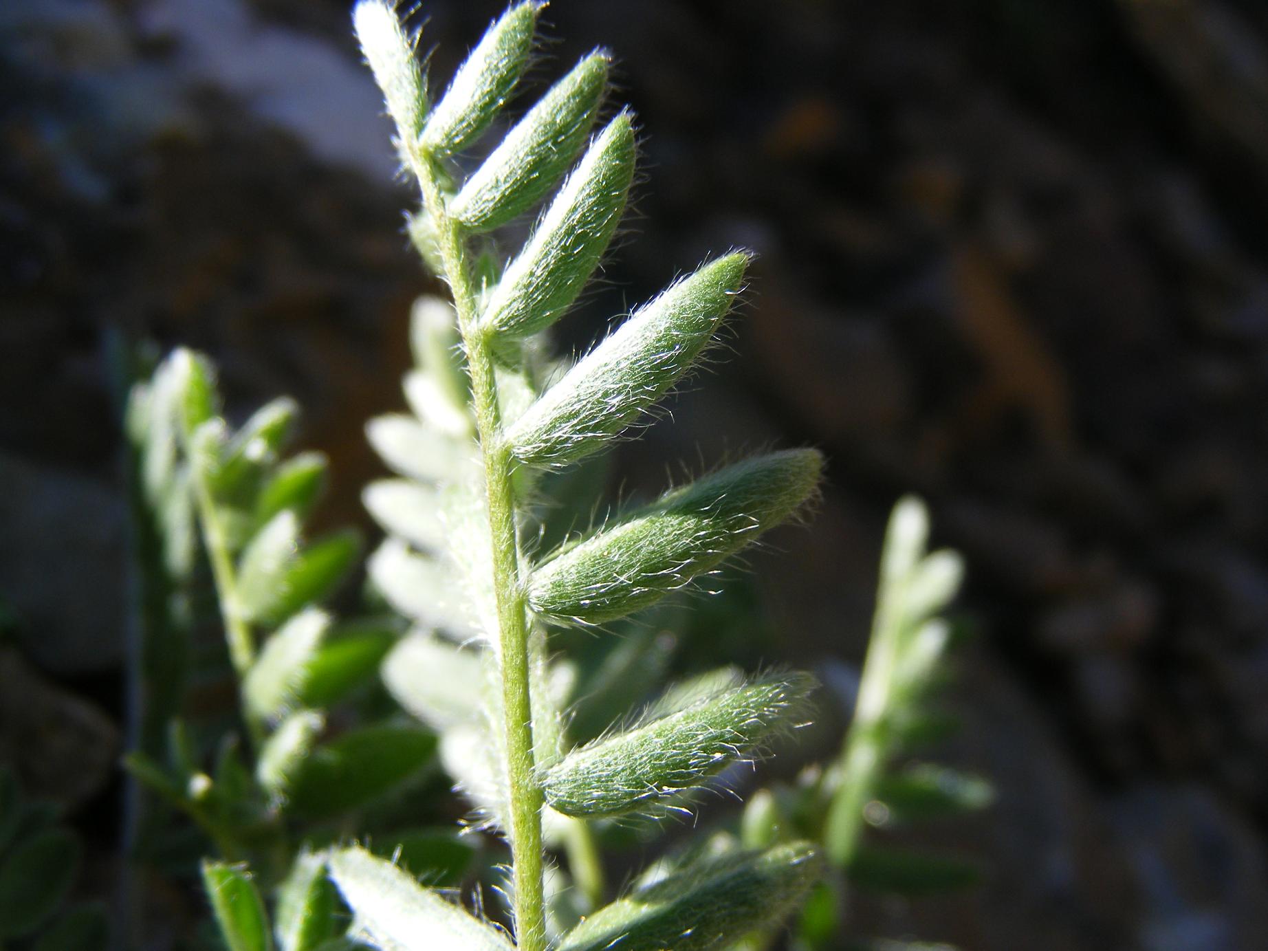 Oxytropis halleri  / Astragalo di Haller